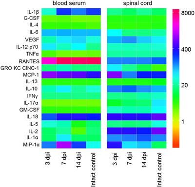 Systemic and Local Cytokine Profile following Spinal Cord Injury in Rats: A Multiplex Analysis